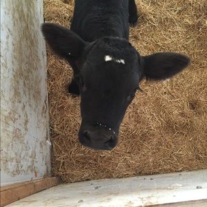 Meet your Posher, Mycalie